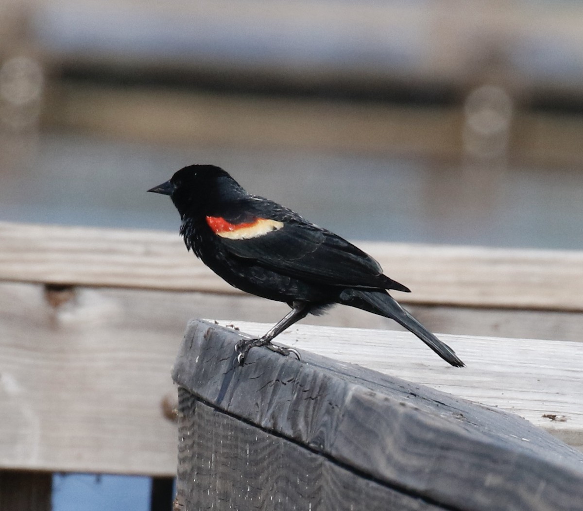 Red-winged Blackbird - ML619722496