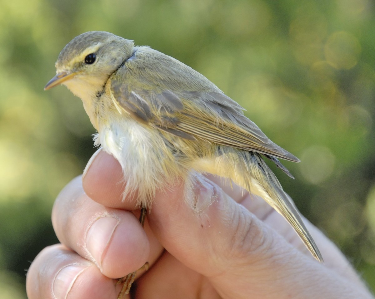 Iberian Chiffchaff - Georges Olioso