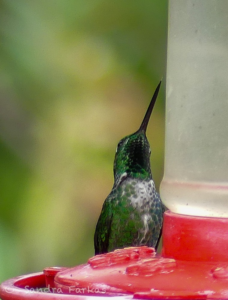 Emerald-bellied Puffleg - ML619722517