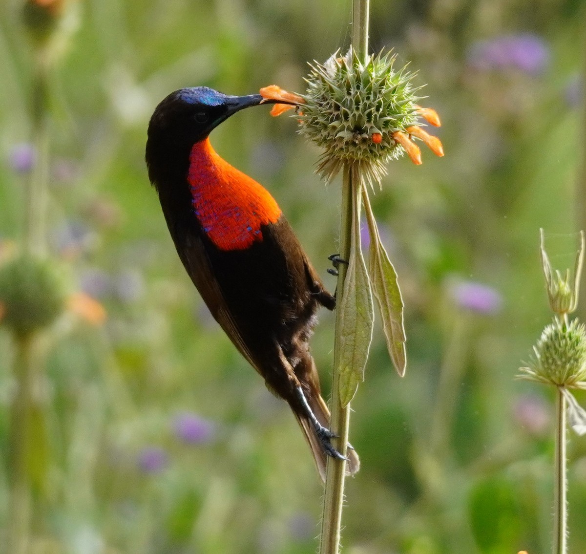 Scarlet-chested Sunbird - ML619722548