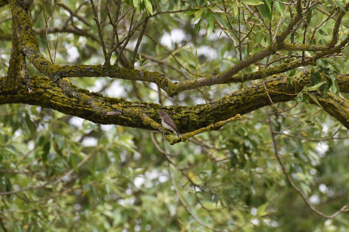 Spotted Flycatcher - ML619722552