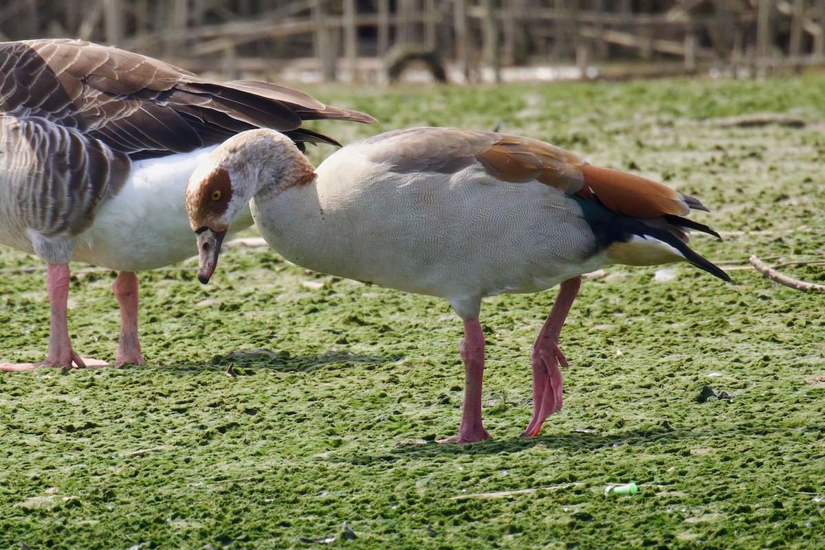 Egyptian Goose - ML619722558