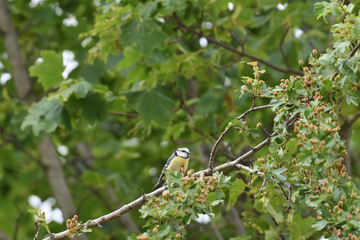 Eurasian Blue Tit - ML619722563