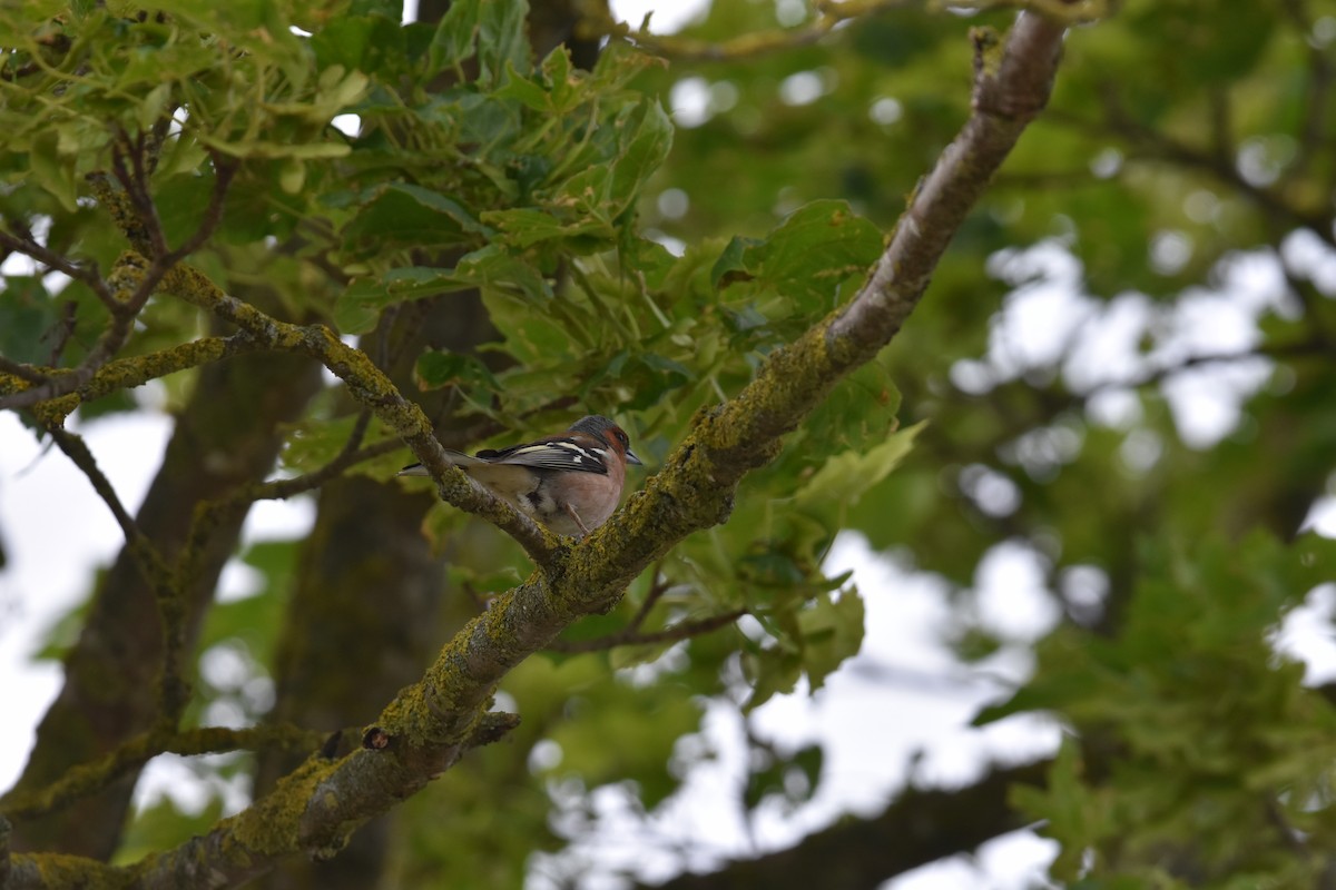 Common Chaffinch - ML619722566