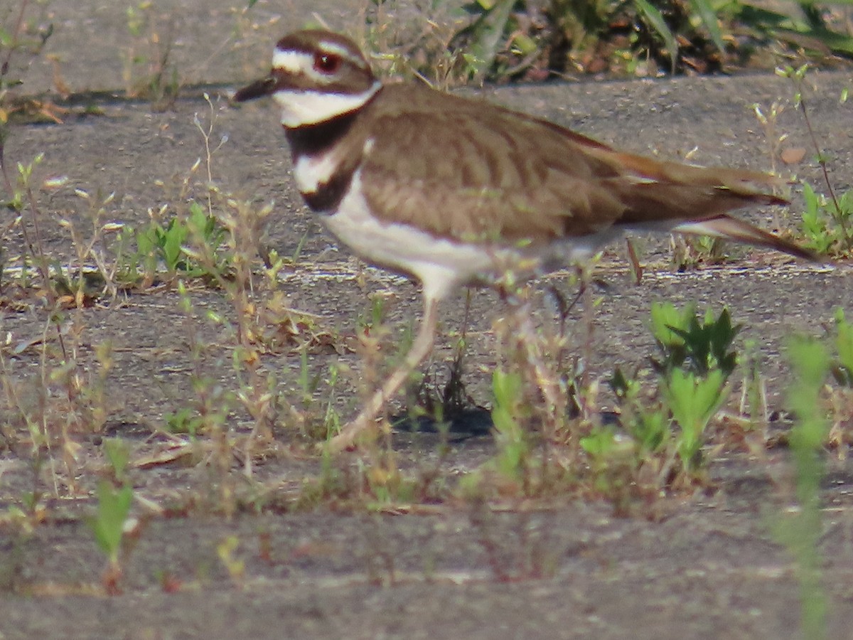 Killdeer - ML619722611