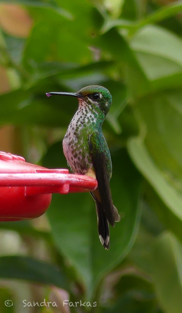 kolibřík zelenkavý - ML619722618
