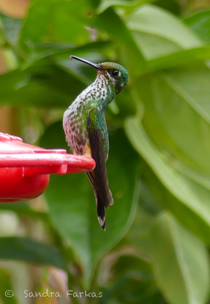 kolibřík zelenkavý - ML619722619