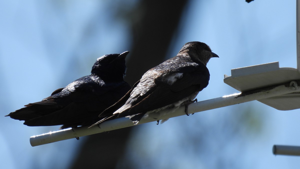 Purple Martin - ML619722626