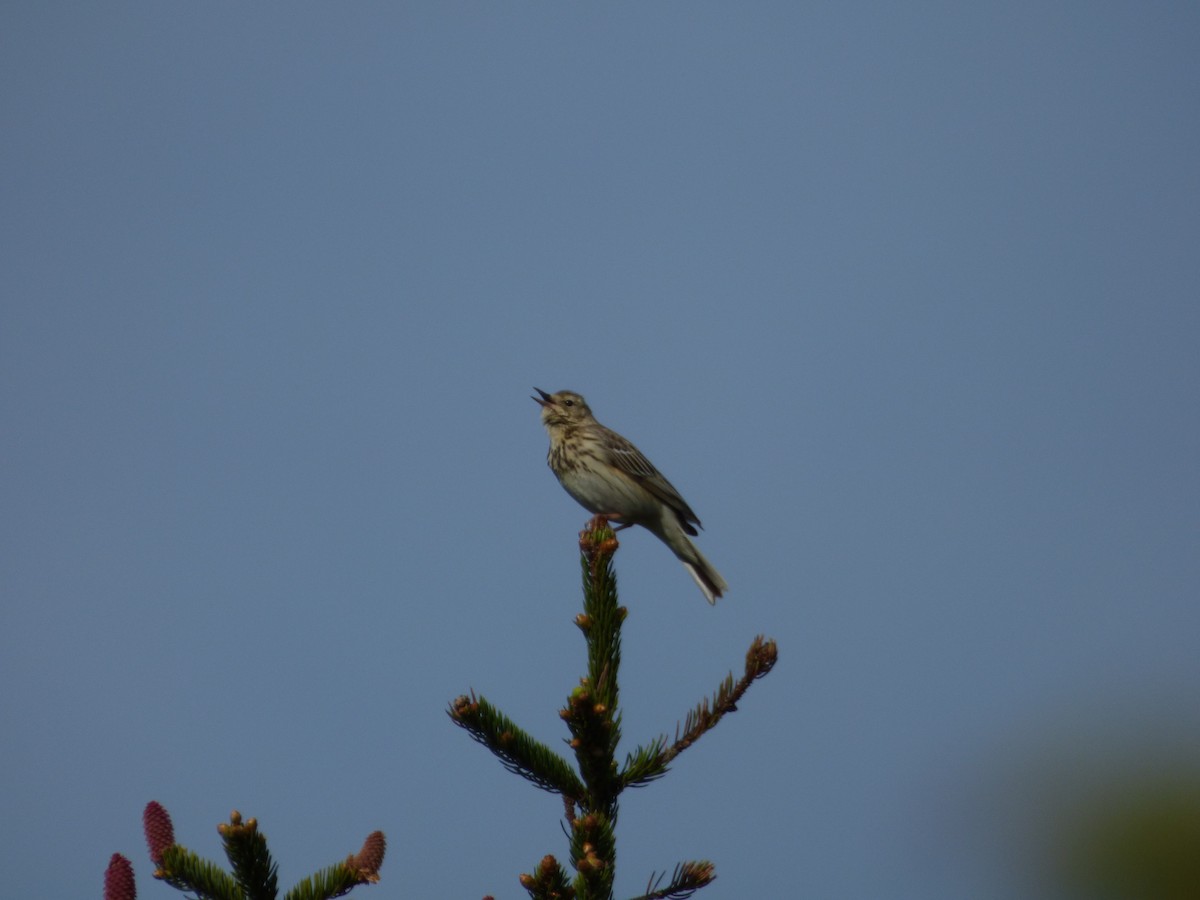 Tree Pipit - ML619722630