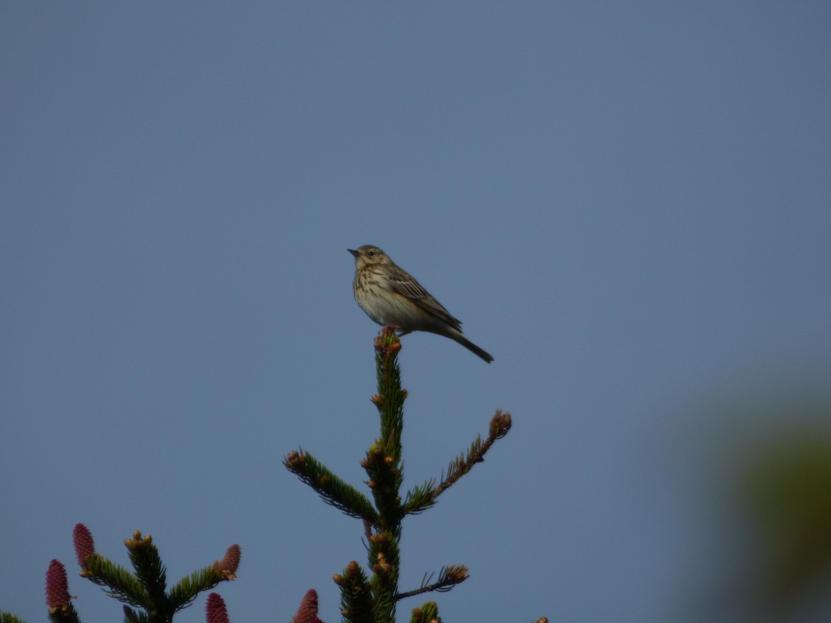 Tree Pipit - ML619722631