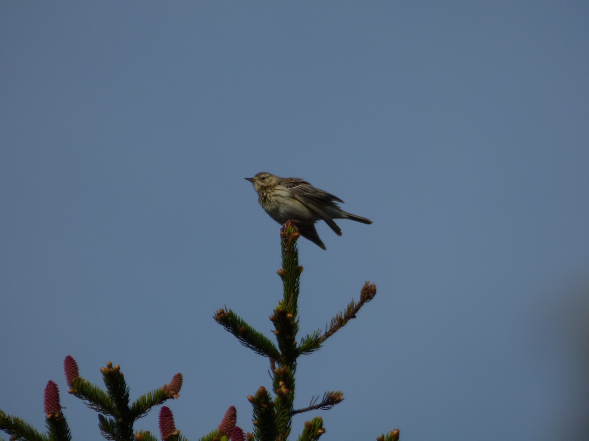 Tree Pipit - ML619722632