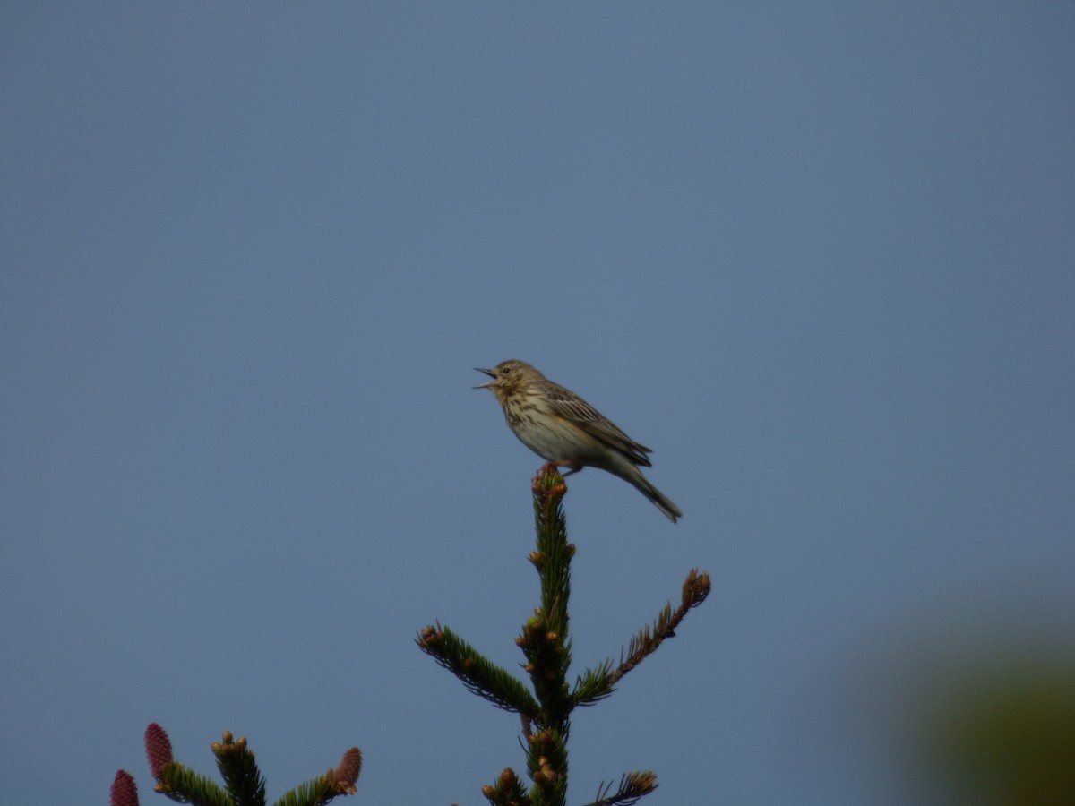 Tree Pipit - ML619722633