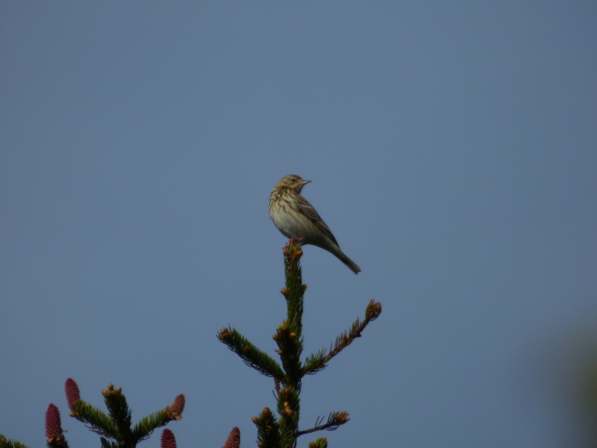 Tree Pipit - ML619722634