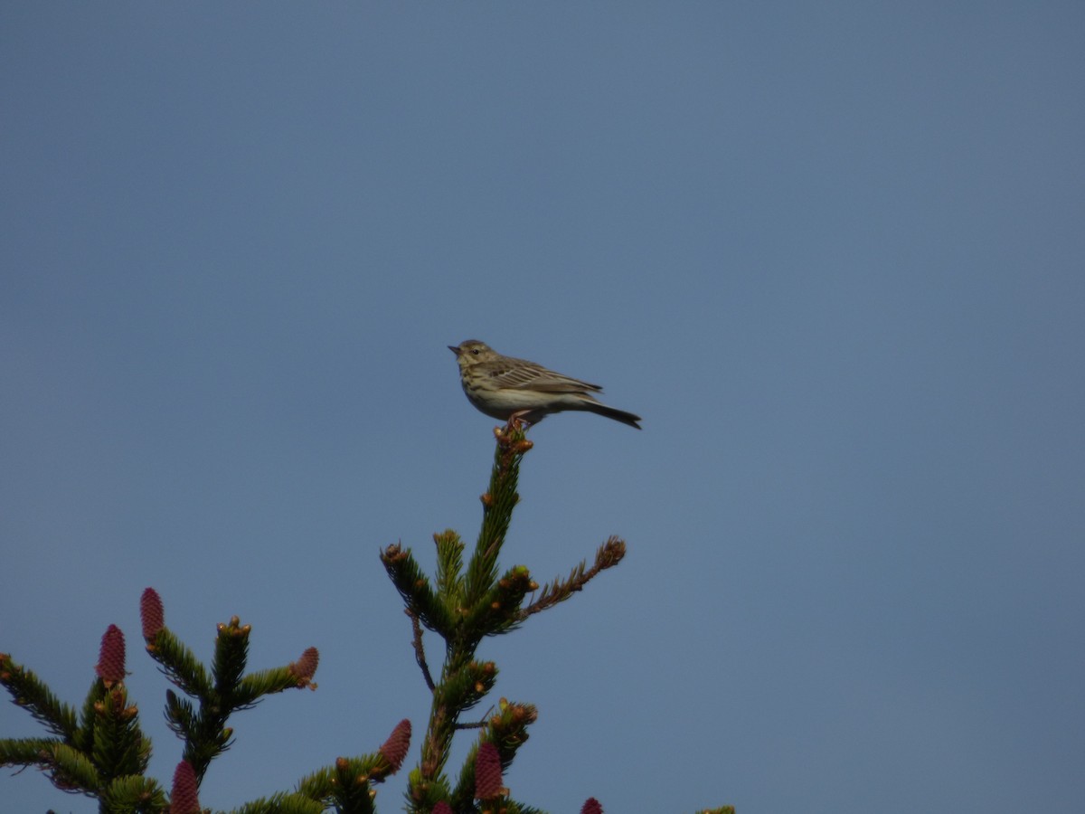 Tree Pipit - ML619722637