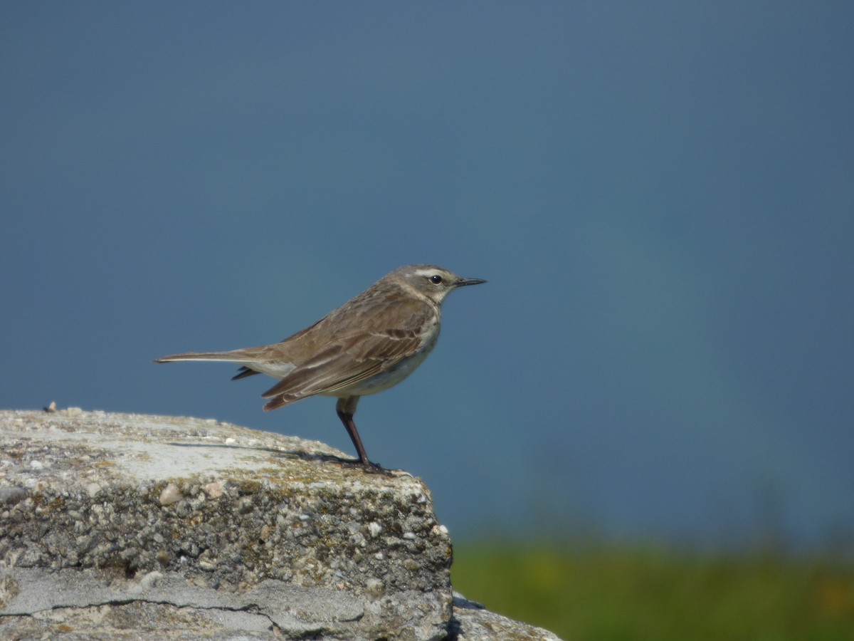 Water Pipit - Tomáš Kedzior