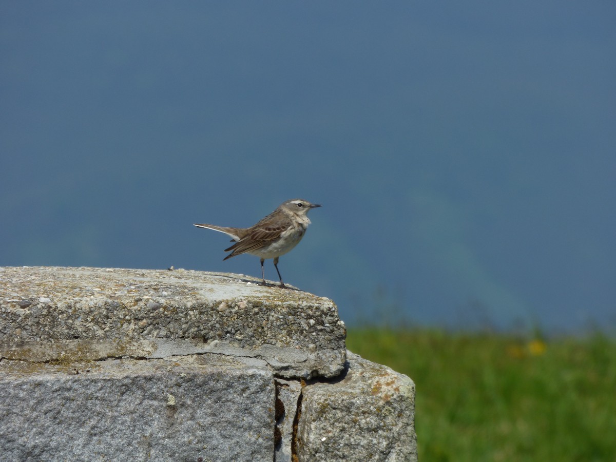 Water Pipit - Tomáš Kedzior