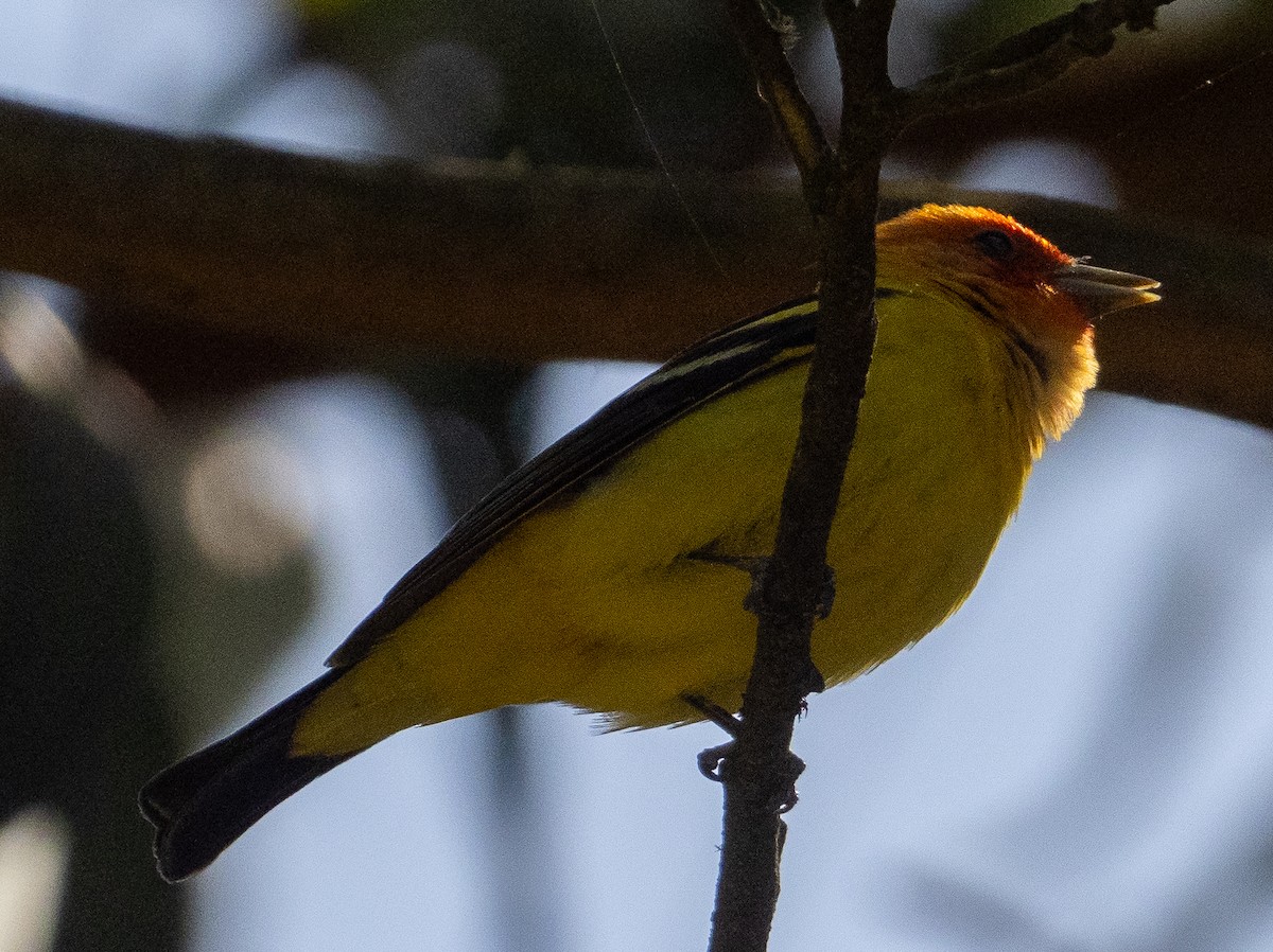 Western Tanager - ML619722686