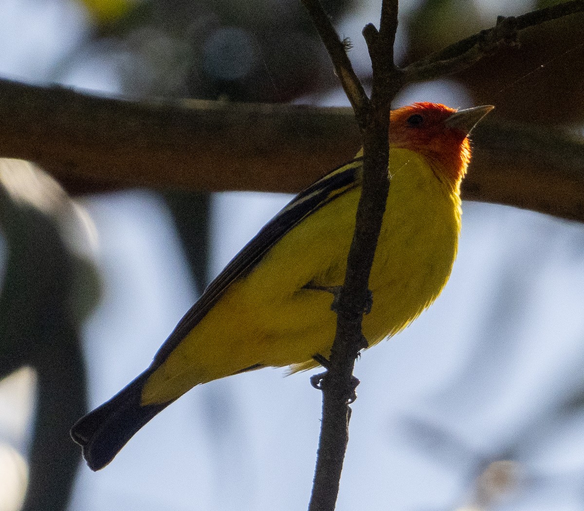 Western Tanager - ML619722691