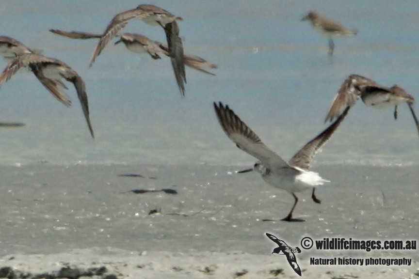 Nordmann's Greenshank - Adrian Boyle