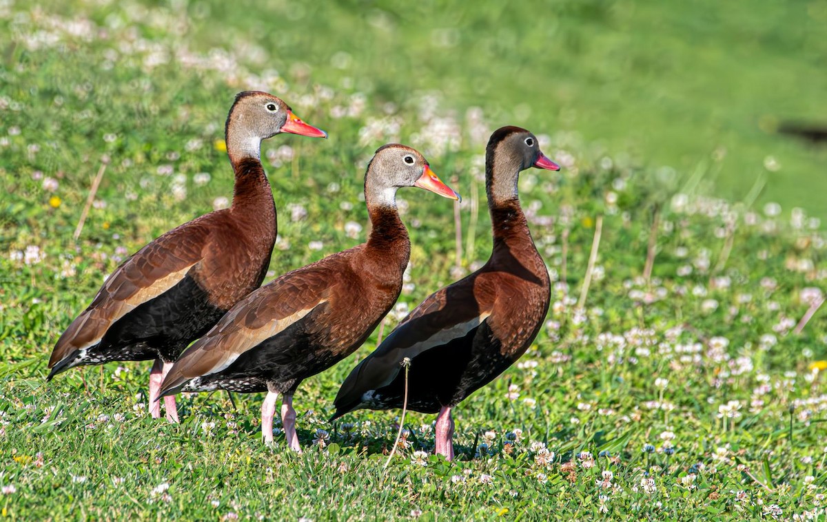 Black-bellied Whistling-Duck - ML619722759