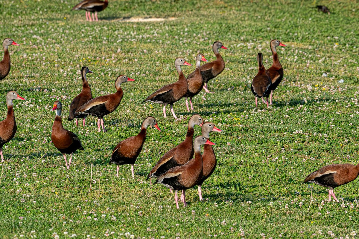 Black-bellied Whistling-Duck - ML619722762