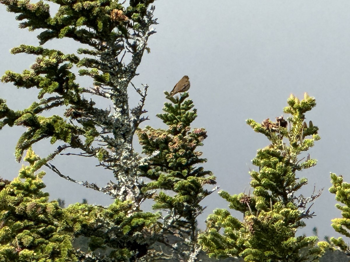 Bicknell's Thrush - ML619722767