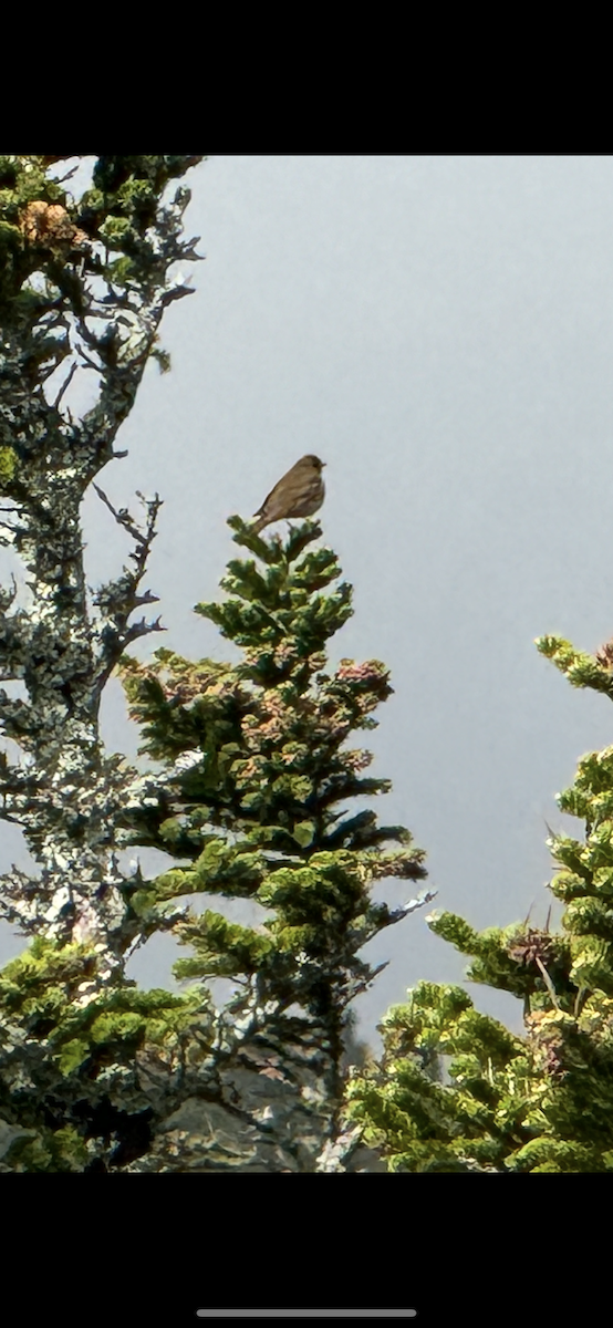 Bicknell's Thrush - ML619722768