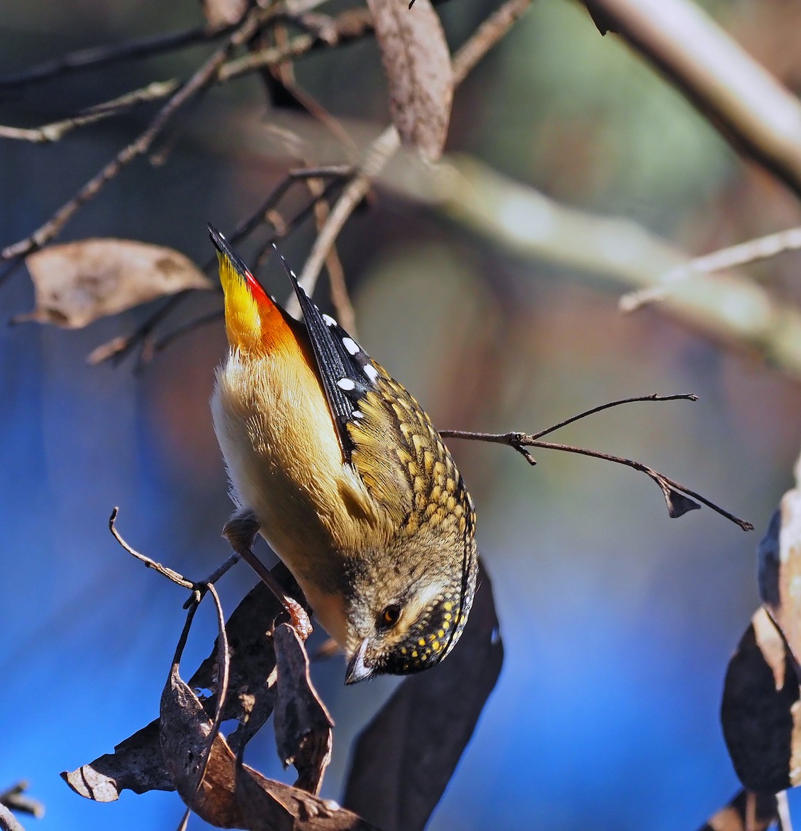 Spotted Pardalote - ML619722777