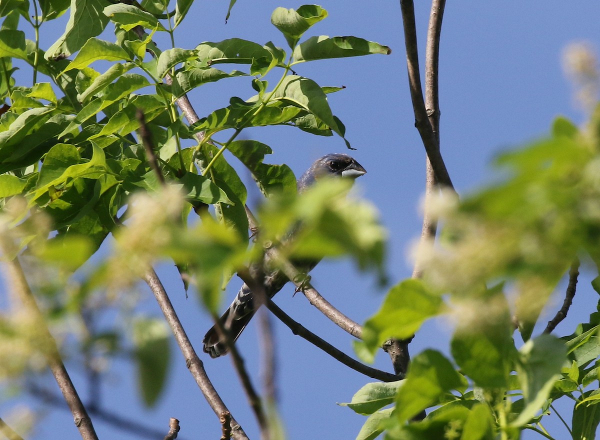 Blue Grosbeak - ML619722801