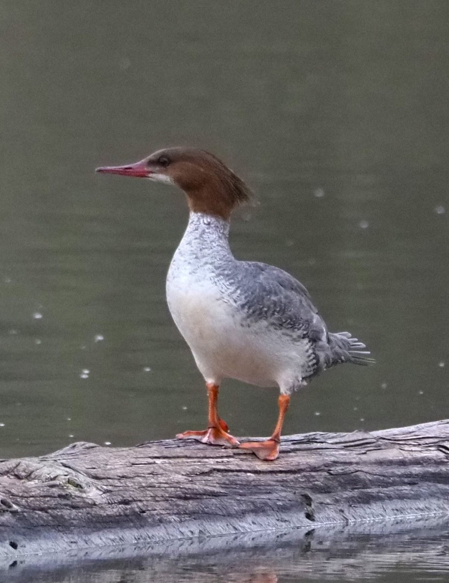 Common Merganser - ML619722804