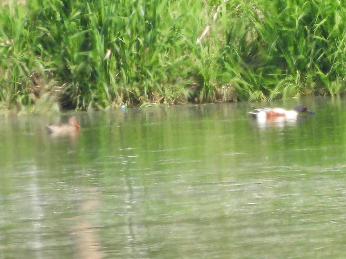 Northern Shoveler - ML619722811