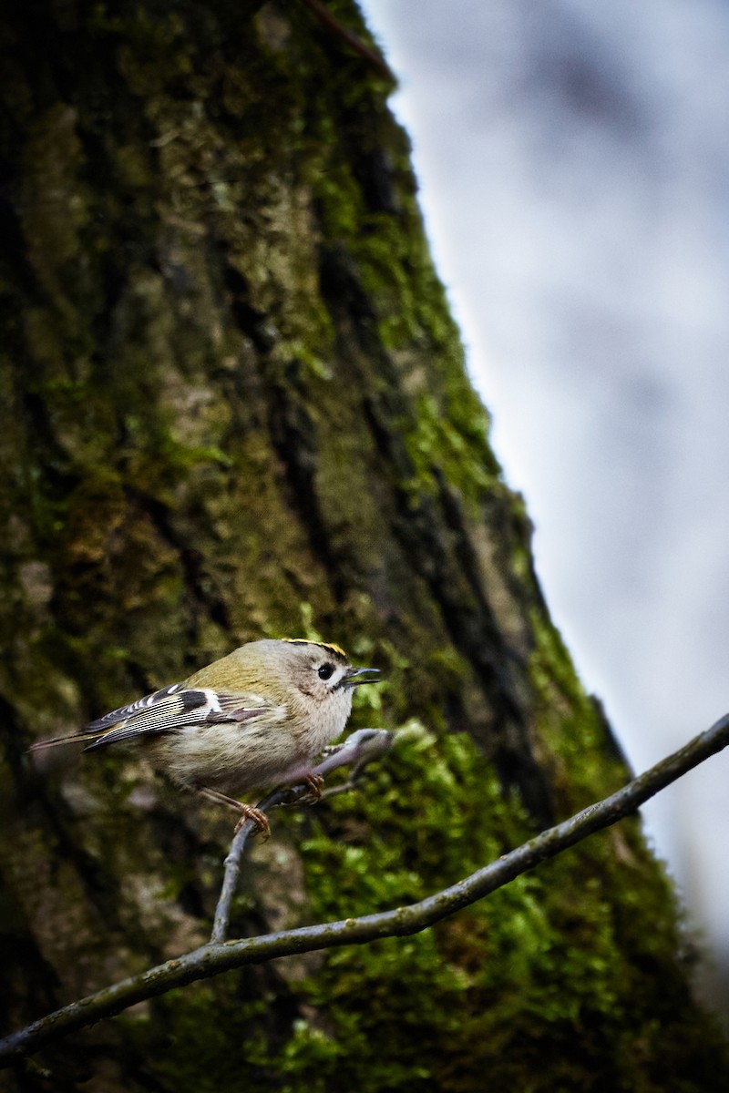 Goldcrest - ML619722813