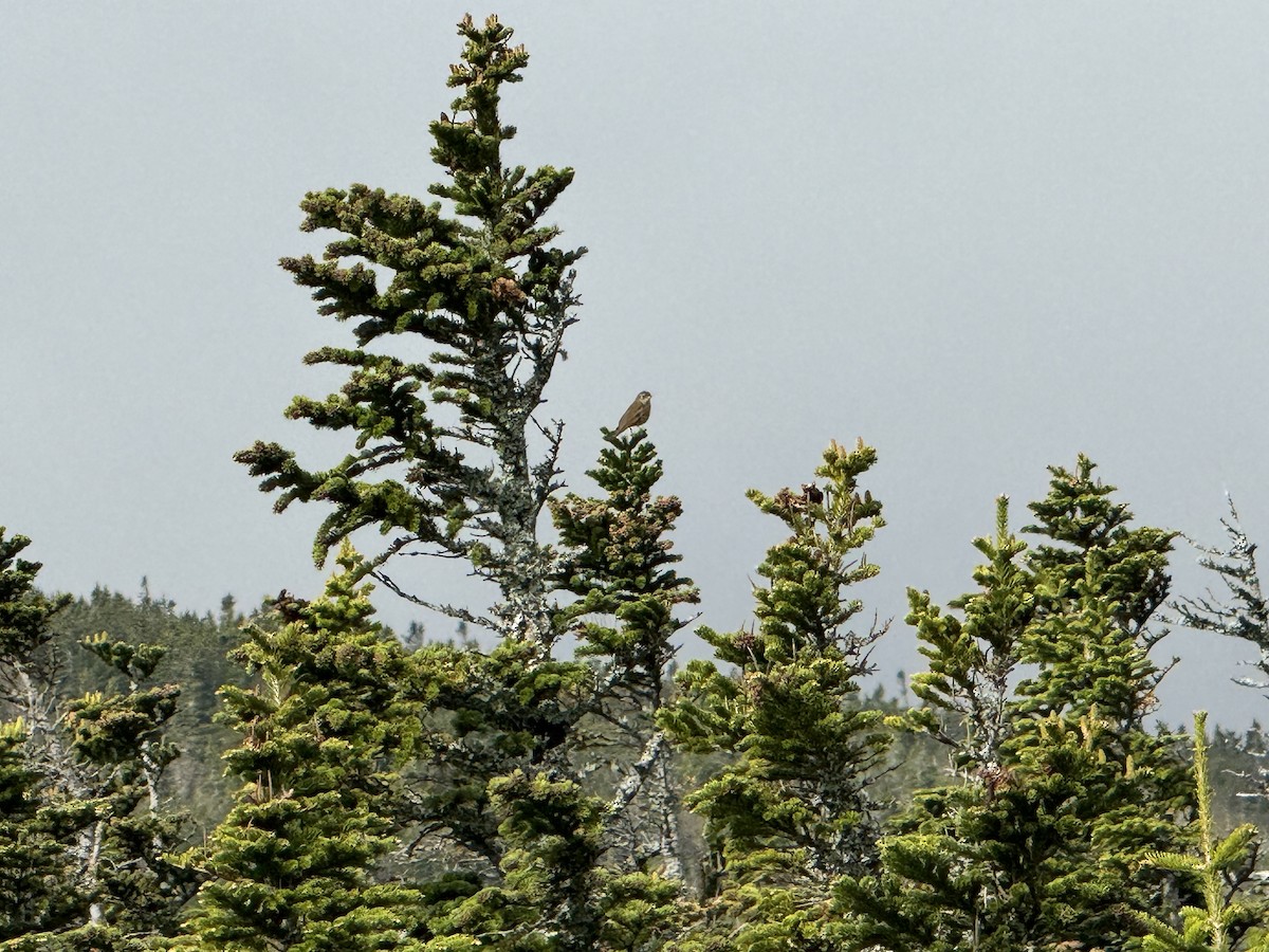 Bicknell's Thrush - ML619722819