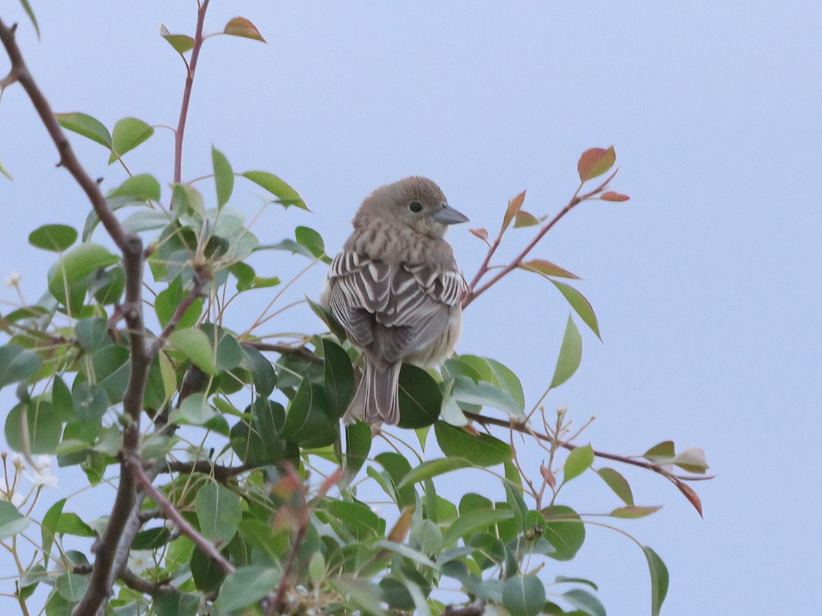 Black-headed Bunting - ML619722837