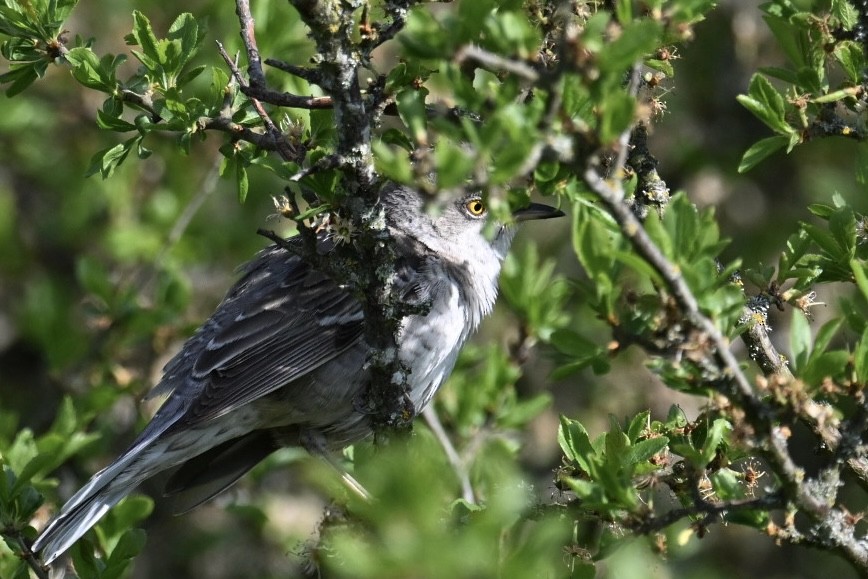 Barred Warbler - ML619722863