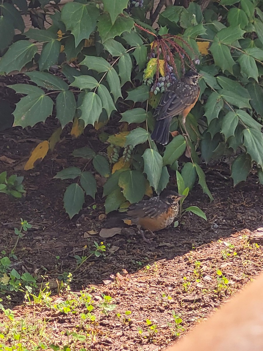 American Robin - ML619722864