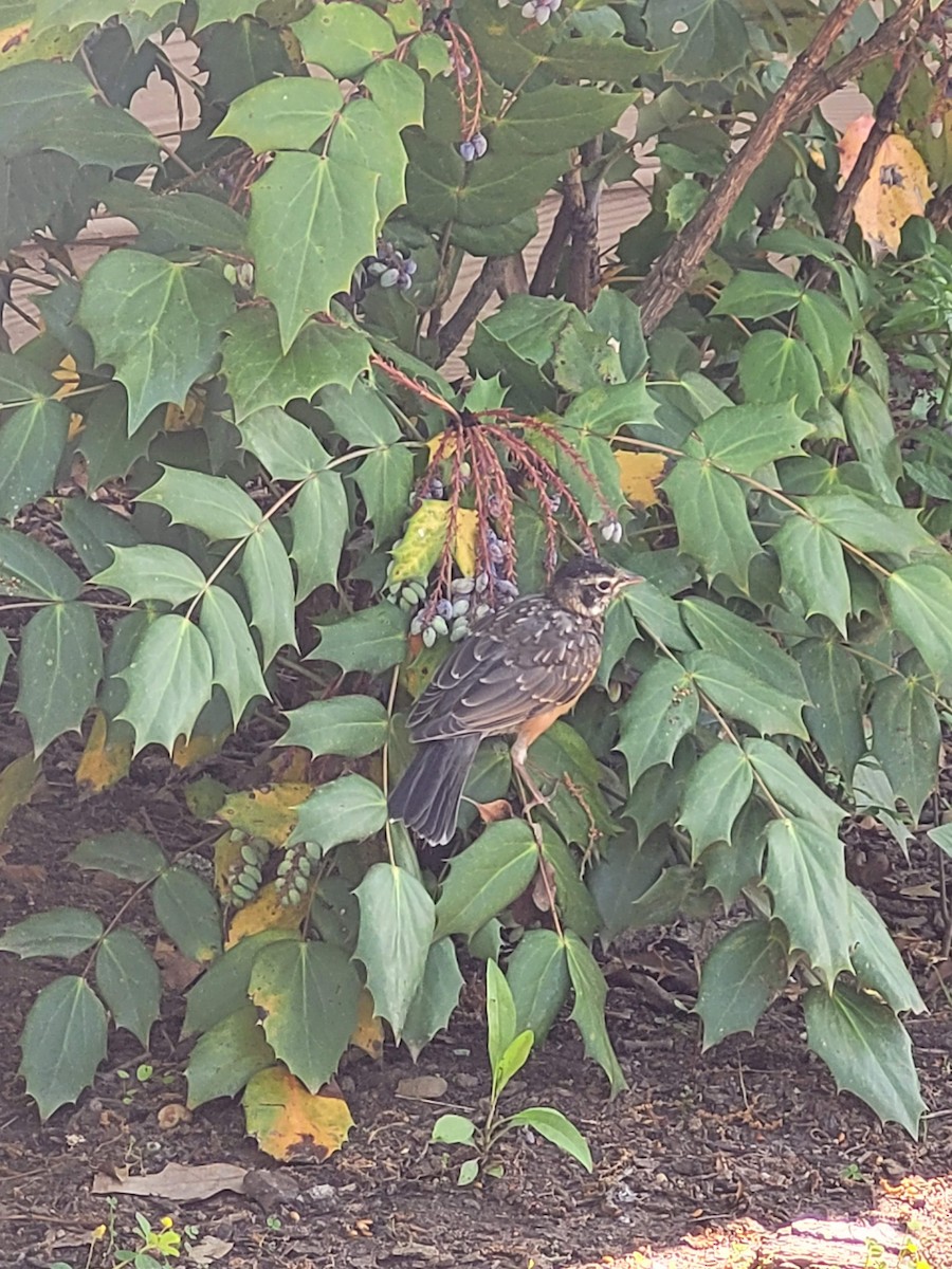 American Robin - ML619722865