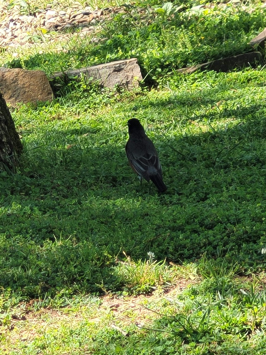 American Robin - ML619722866