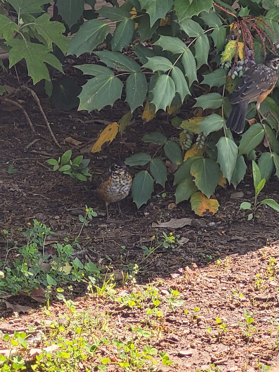 American Robin - ML619722867