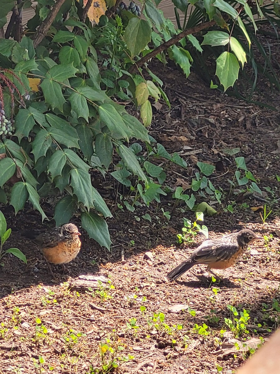 American Robin - ML619722869