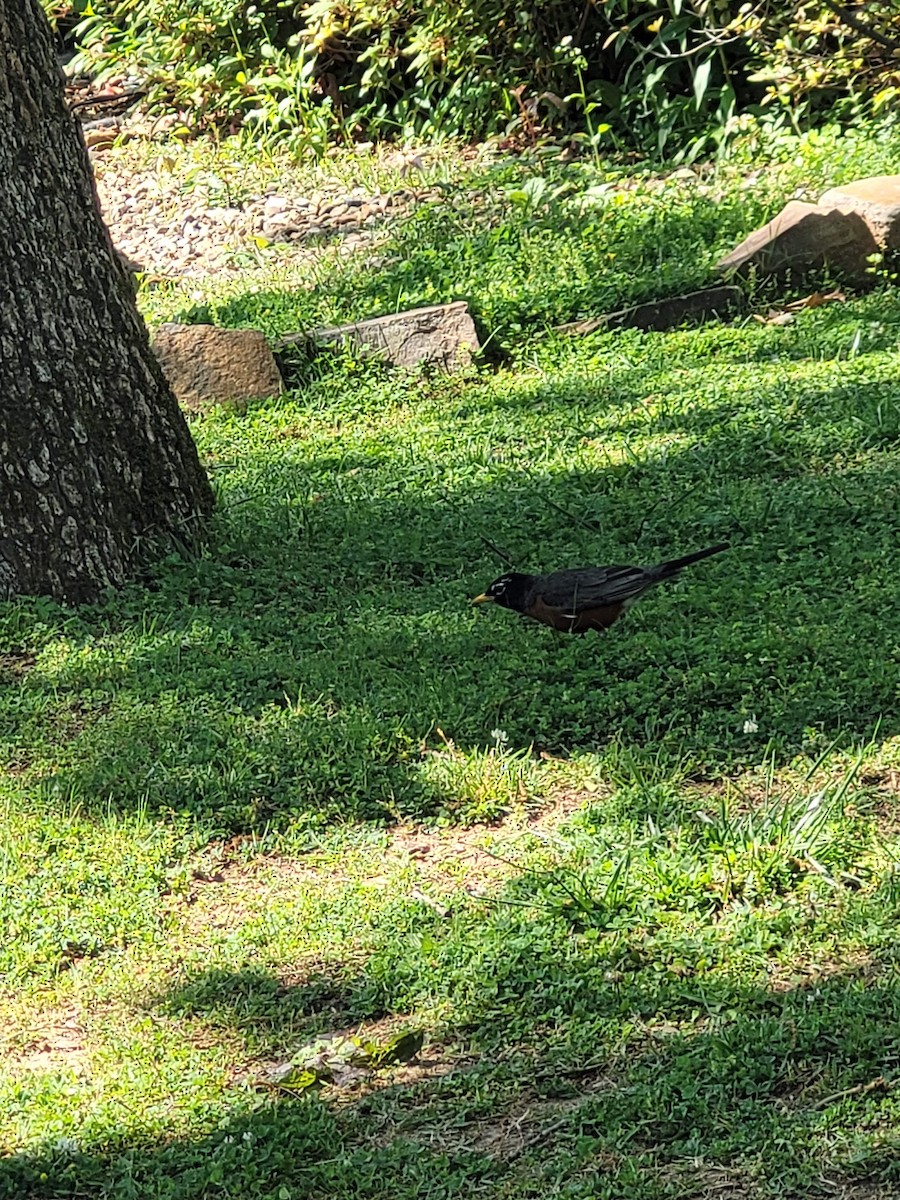 American Robin - ML619722870