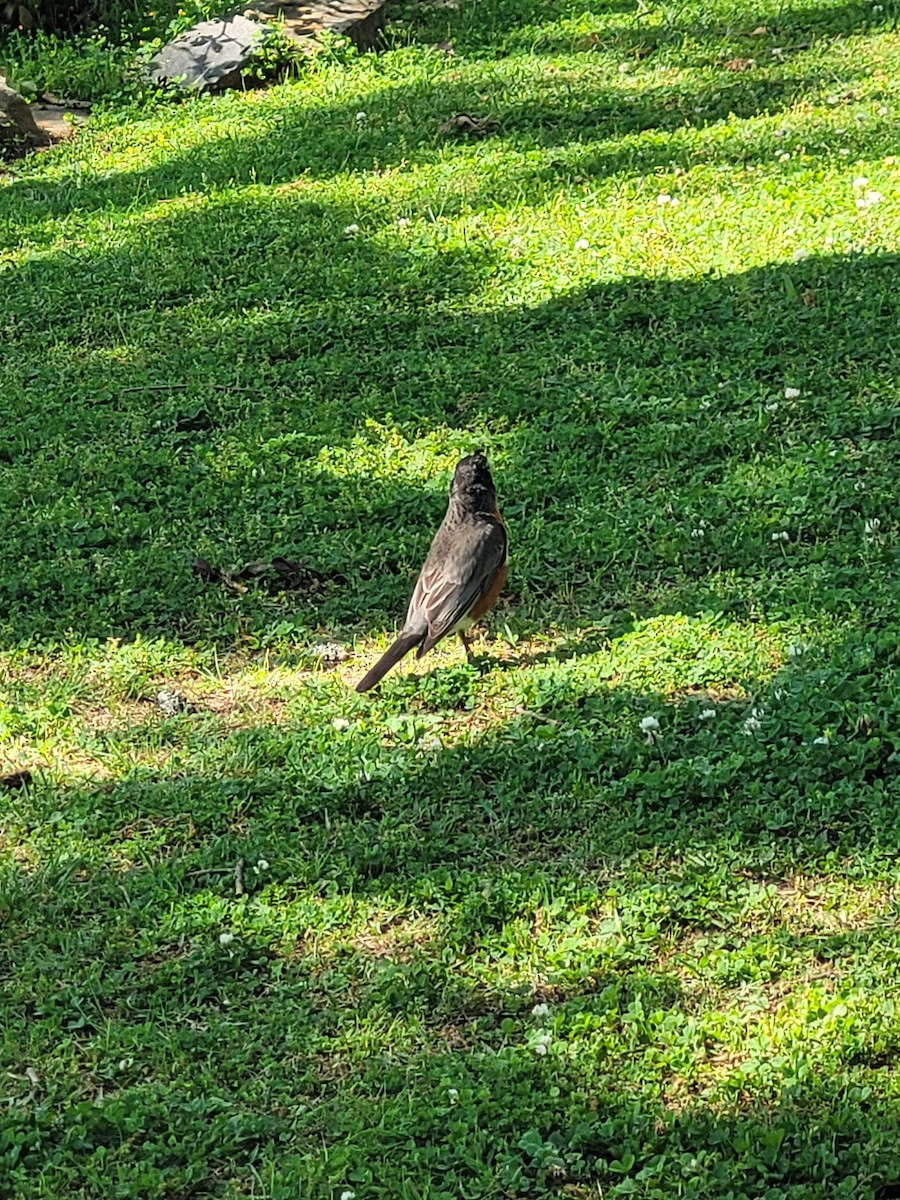 American Robin - ML619722871