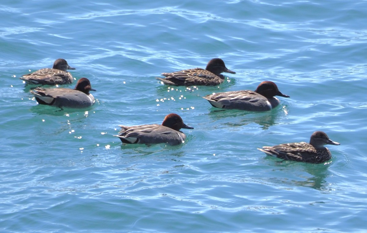 Green-winged Teal - ML619722876