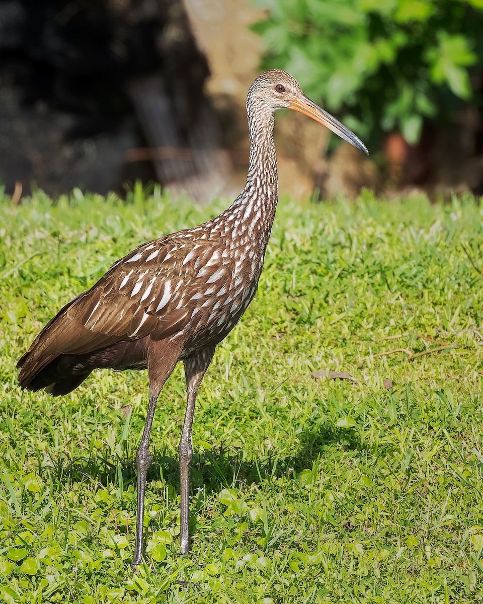 Limpkin - Gary Leavens