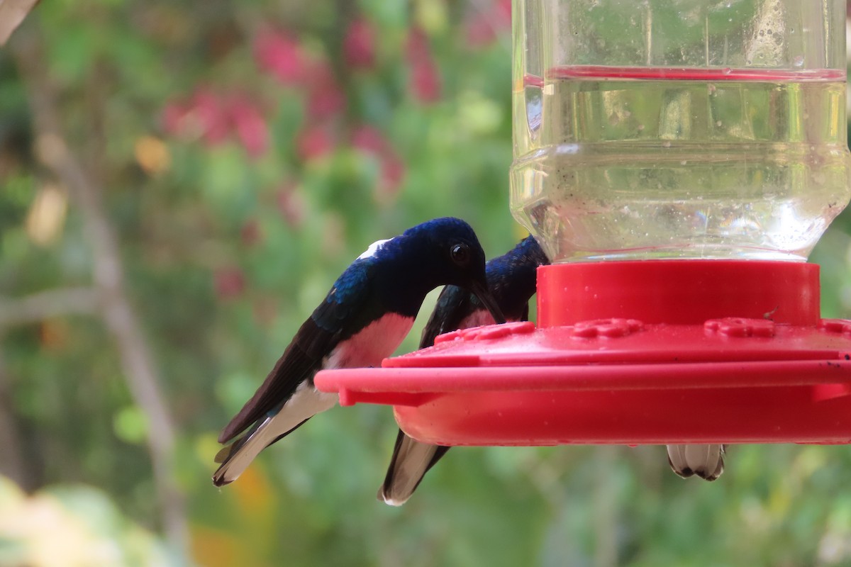 White-necked Jacobin - ML619722918