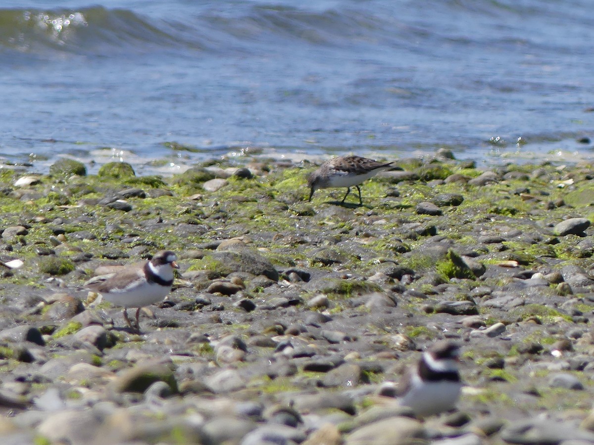 Semipalmated Plover - ML619722923