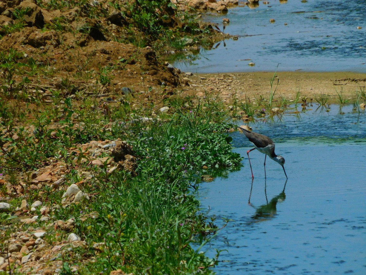 Black-winged Stilt - ML619722926