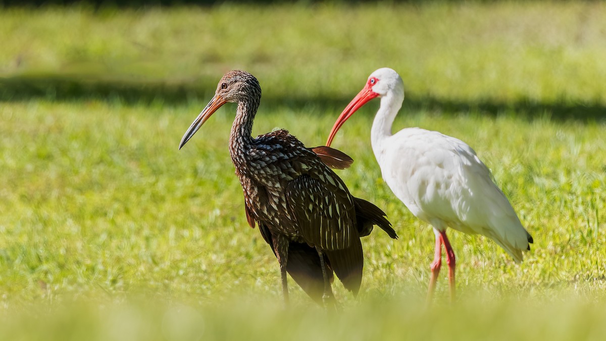 White Ibis - ML619722935