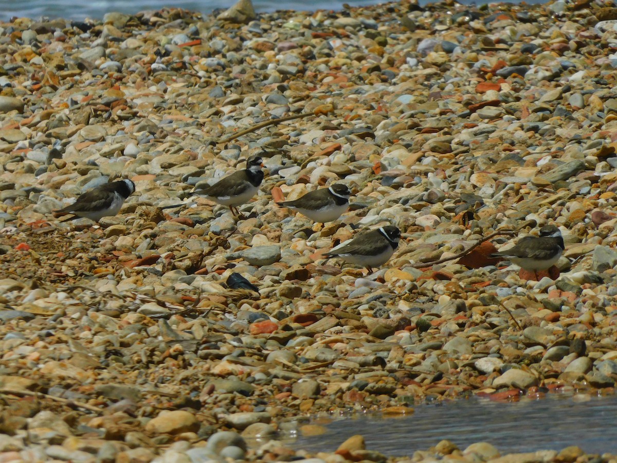 Common Ringed Plover - ML619722945
