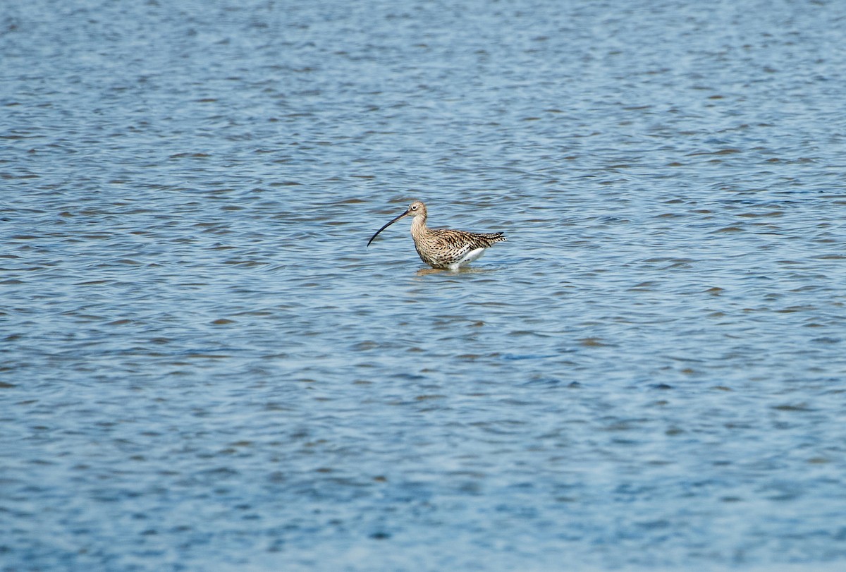 Courlis cendré - ML619722946